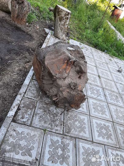 Пень от ореха