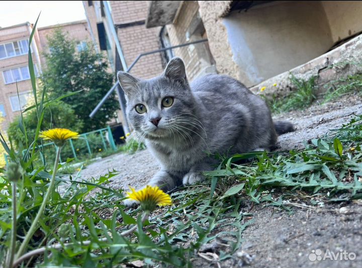 Котик в добрые руки