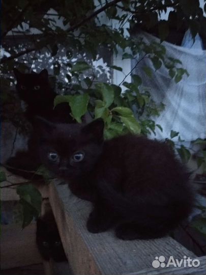 Котята в добрые ручки