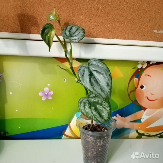 Филодендрон брандтианум