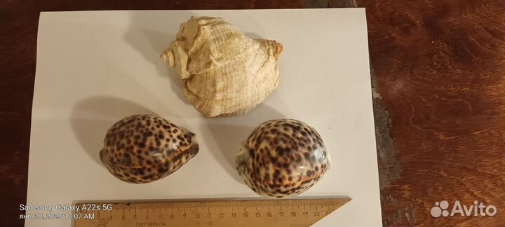 Морские ракушки раковины