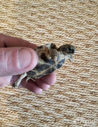 Черепаха сухопутная