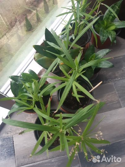 Цветы комнатные, ханни и циперусс