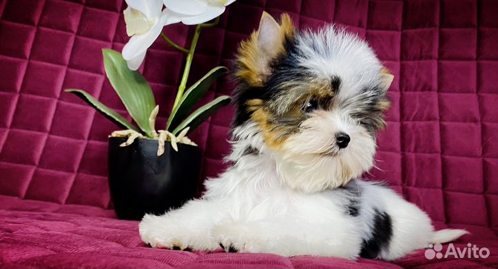 Красивый мини мальчик Бивер, РКФ