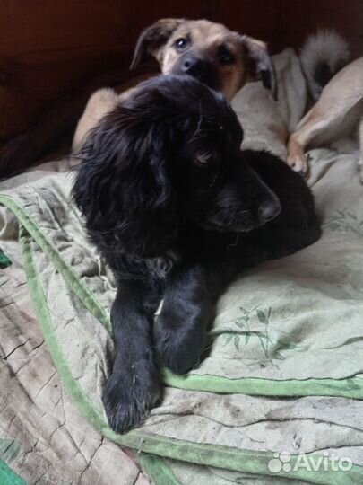 Щенки метис спаниеля