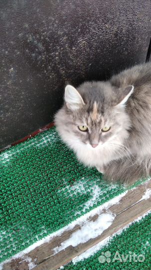 Отдам котяток в добрые руки