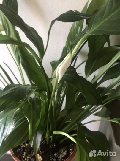 Спатифиллум