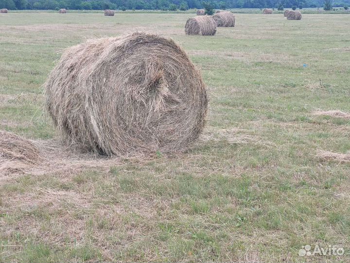 Сено луговое