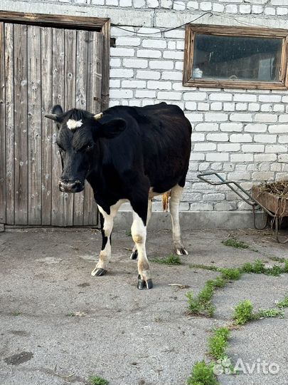 Корова стельная