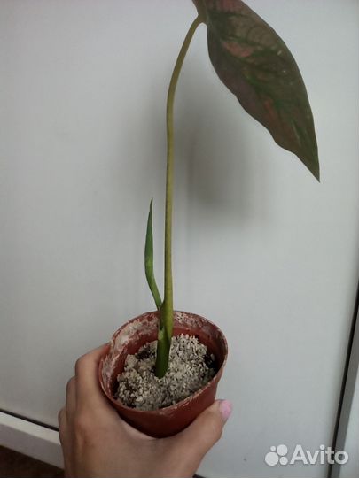 Продам каладиумы