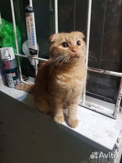 Котенок девочка бесплатно