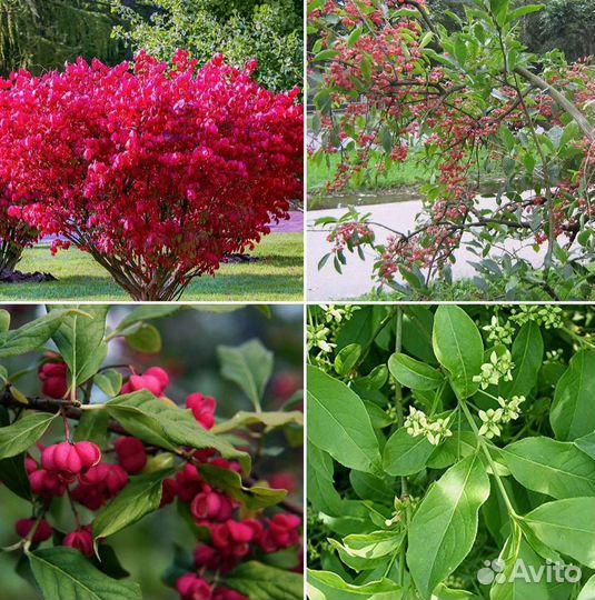 Бересклет европейский