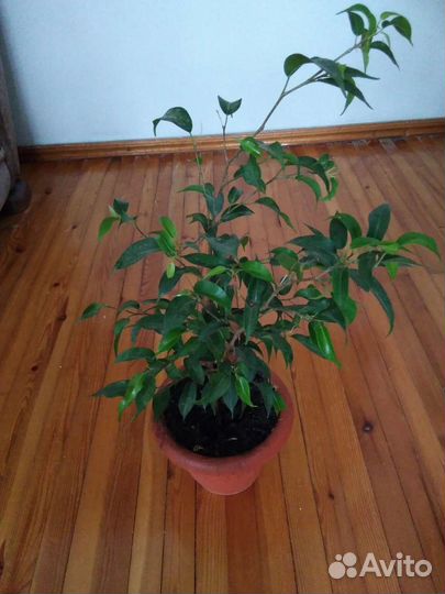 Бенджамина