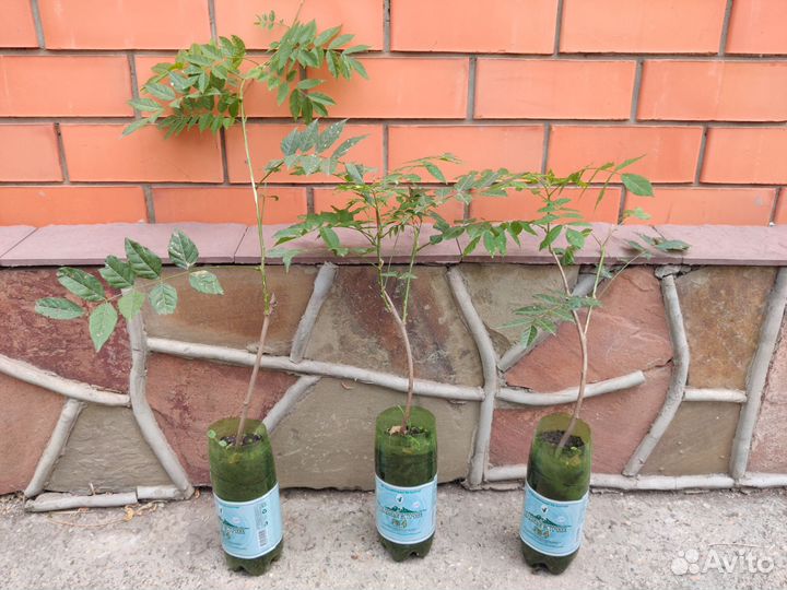 Глициния лиана