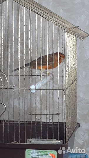 Кенара и канарейки