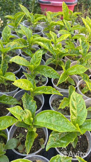 Пассифлора маракуйя