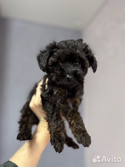 Йоркипу мини мальчик