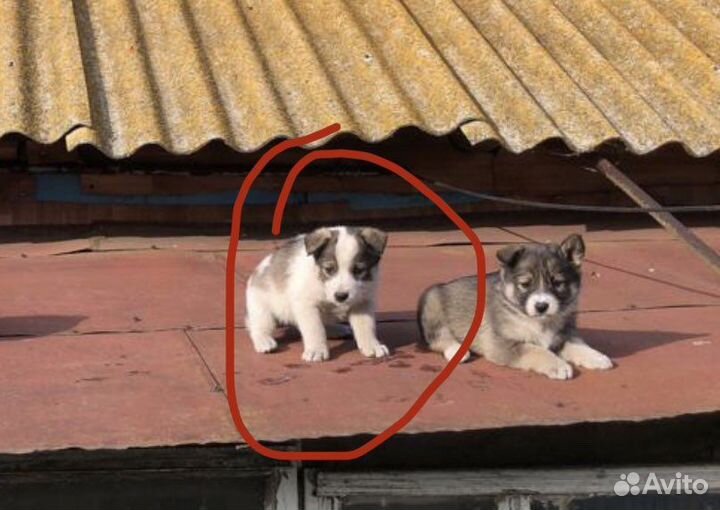 Собаки бесплатно