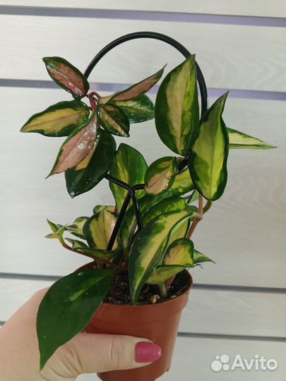 Хойя триколор, блонди