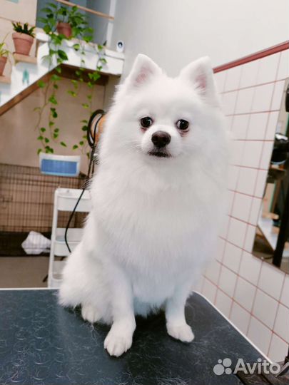 Услуги грумера/стрижка собак и кошек