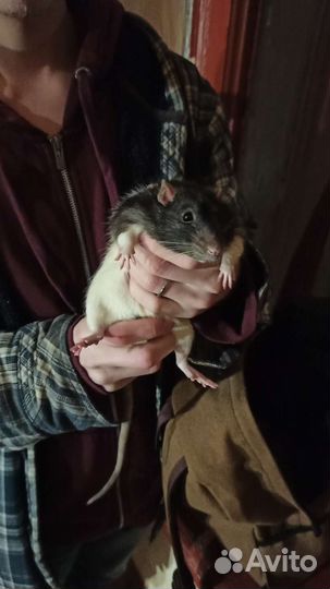 Выездной вет врач по грызунам. Ратолог