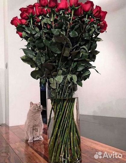 Высокие Розы Гиганты Доставка Круглосуточно