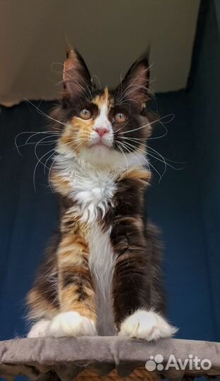 Мейн-кун девочка черепашка