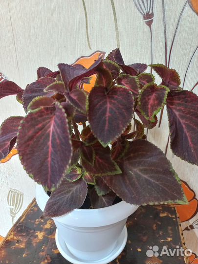 Комнатные растения