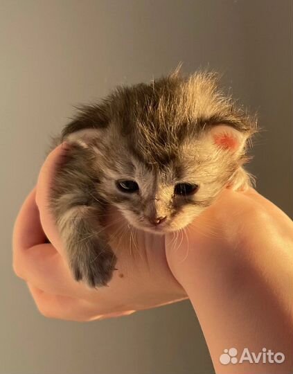 Котенок бесплатно