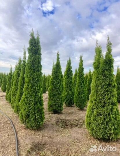 Туя смарагд оптом