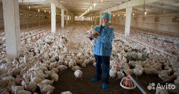 Рабочий птицефабрики