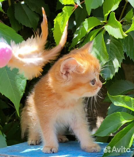 Котята золотая шиншилла