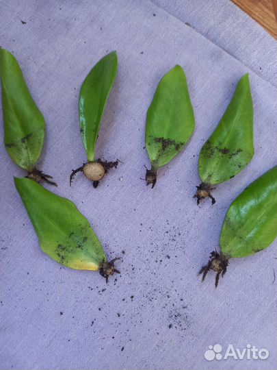 Замиокулькас