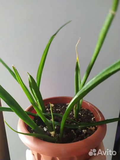 Сансевиерия Парва