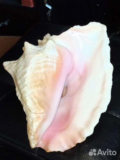 Винтаж. Раковина морская Карибы