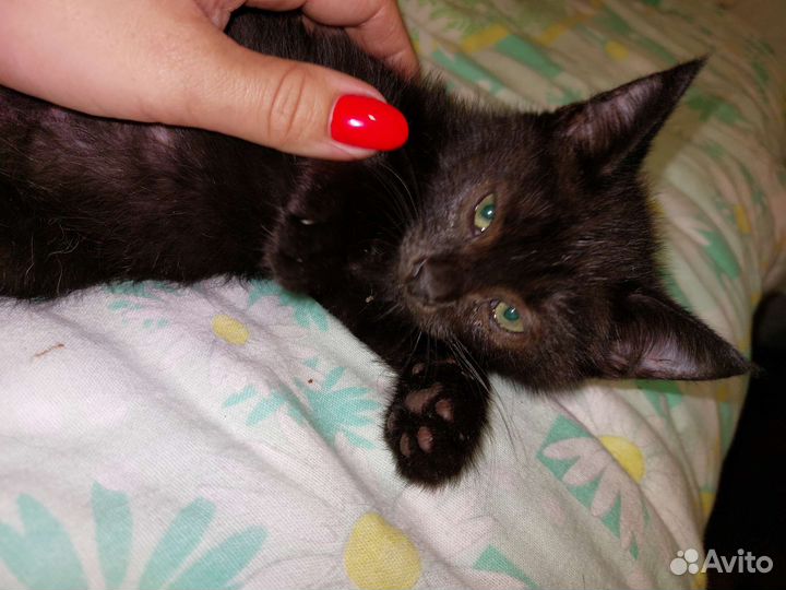 Котёнок в добрые руки бесплатно