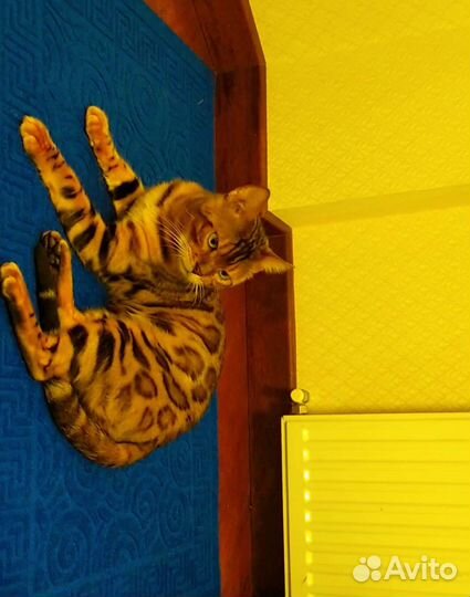 Бенгальский кот вязка Москва Чехов