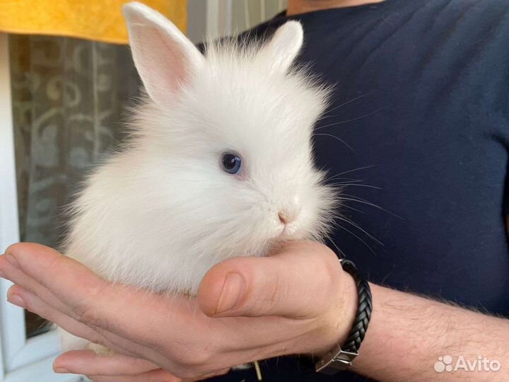 Декоративные кролики