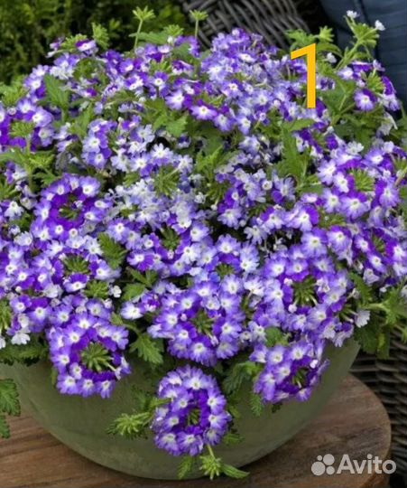 Вербена ампельная