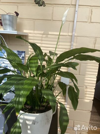 Спатифиллум