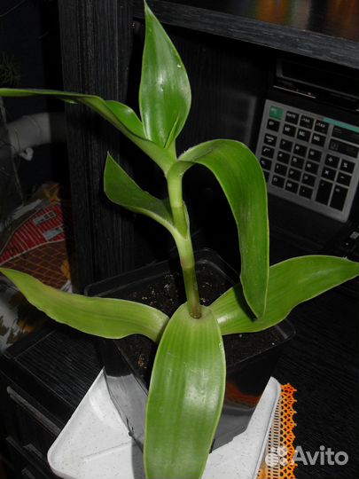 Колеусы сортовые,золотой ус,перец,гибискус кленоли