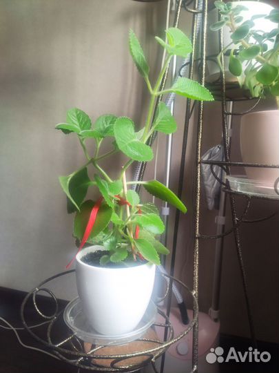 Комнатная мята