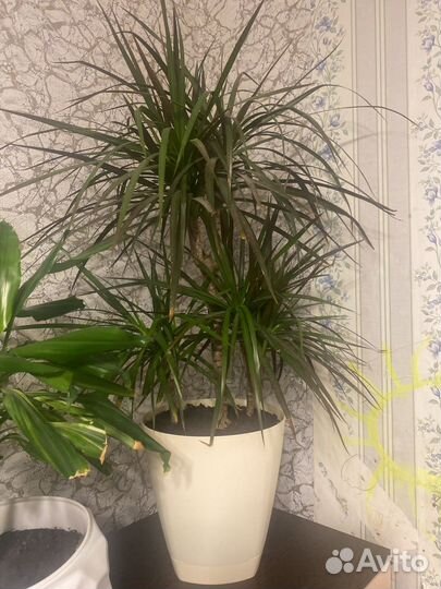 Бенджамина