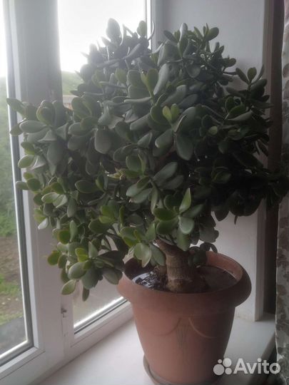 Толстянка(денежное дерево)