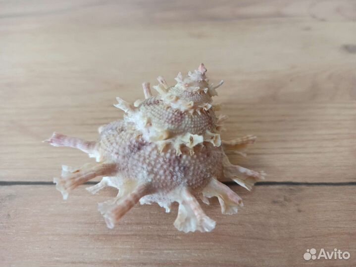 Морская раковина