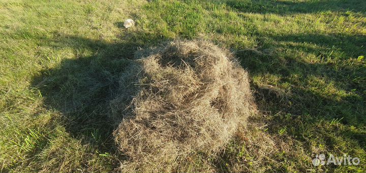 Сено для домашних животных