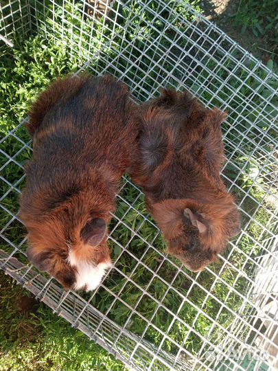 Морские свинки