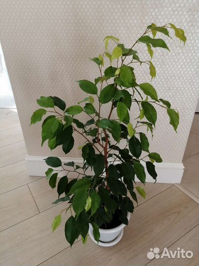 Фикус бенджамина Эстер