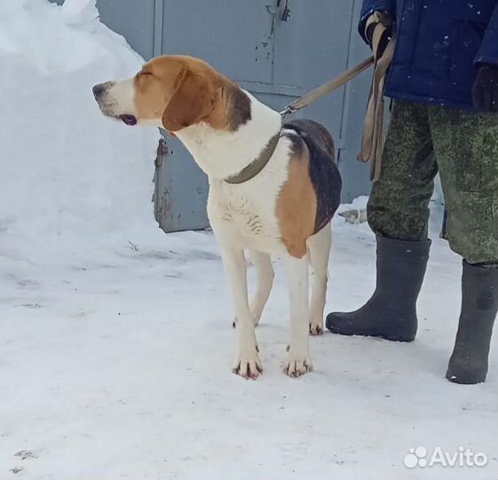 Русская пегая гончая