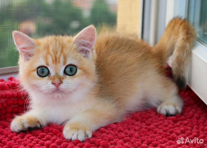 Котята золотые британские шиншиллы